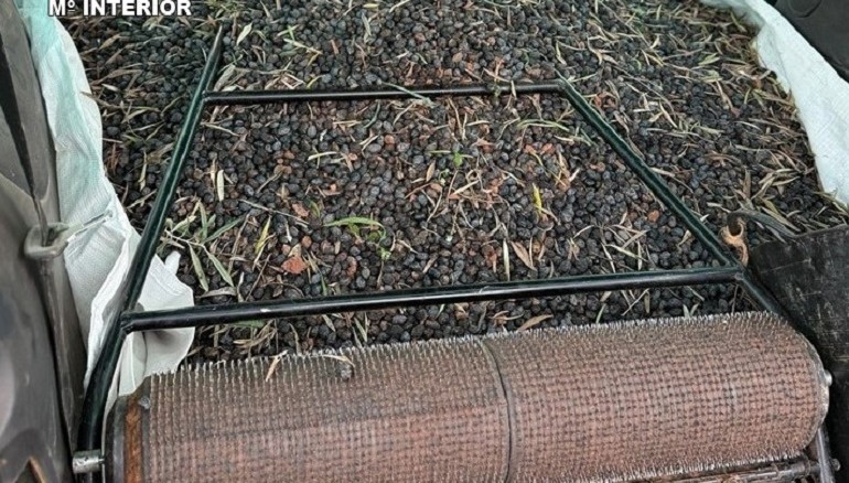 La red del oro verde dos detenidos por traficar con 131.000 kilos de aceituna robada