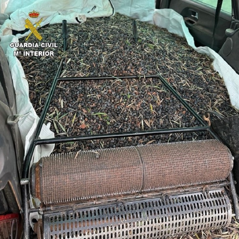 La red del oro verde dos detenidos por traficar con 131.000 kilos de aceituna robada