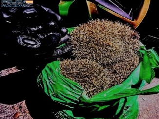 Rescatan a una decena de erizos golpeados con un martillo en Ciudad Real hay cuatro detenidos