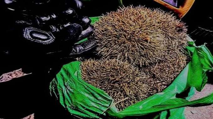Rescatan a una decena de erizos golpeados con un martillo en Ciudad Real hay cuatro detenidos