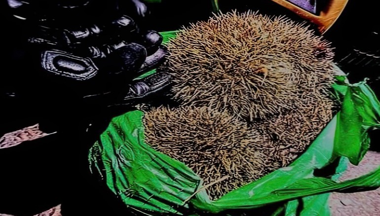 Rescatan a una decena de erizos golpeados con un martillo en Ciudad Real hay cuatro detenidos