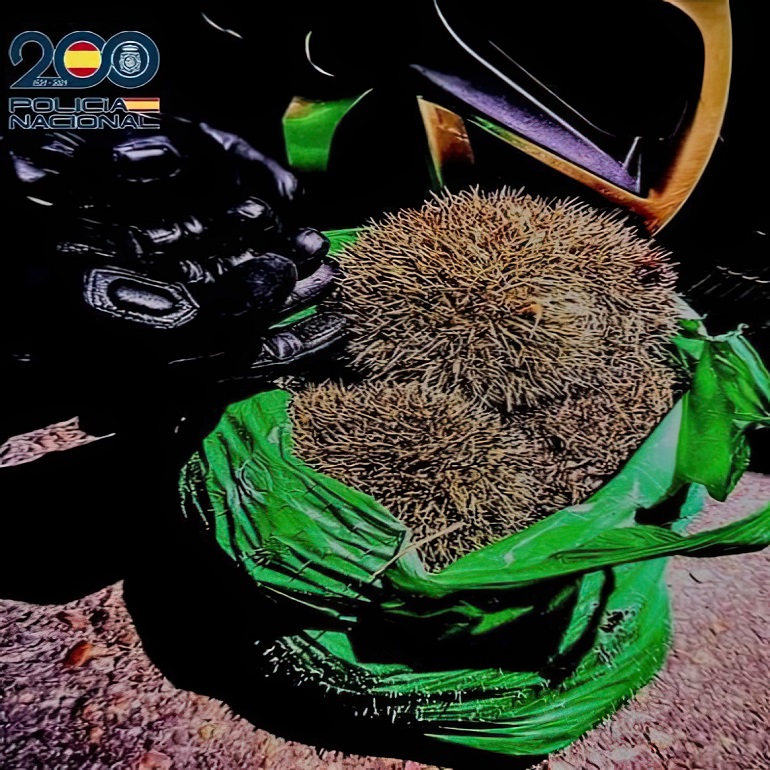 Rescatan a una decena de erizos golpeados con un martillo en Ciudad Real hay cuatro detenidos