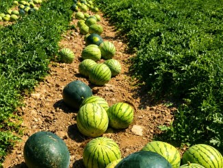 Ciudad Real afronta la gran campaña del verano el melón y la sandía buscan recuperar su reinado en 2026 770