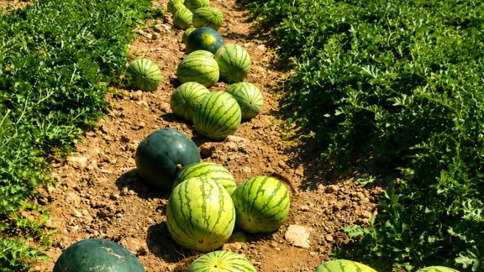 Ciudad Real afronta la gran campaña del verano el melón y la sandía buscan recuperar su reinado en 2026 770