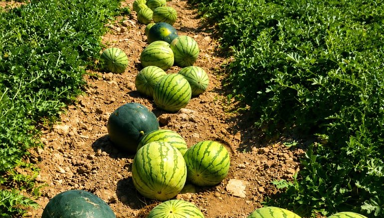 Ciudad Real afronta la gran campaña del verano el melón y la sandía buscan recuperar su reinado en 2026 770