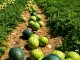 Ciudad Real afronta la gran campaña del verano el melón y la sandía buscan recuperar su reinado en 2026 770